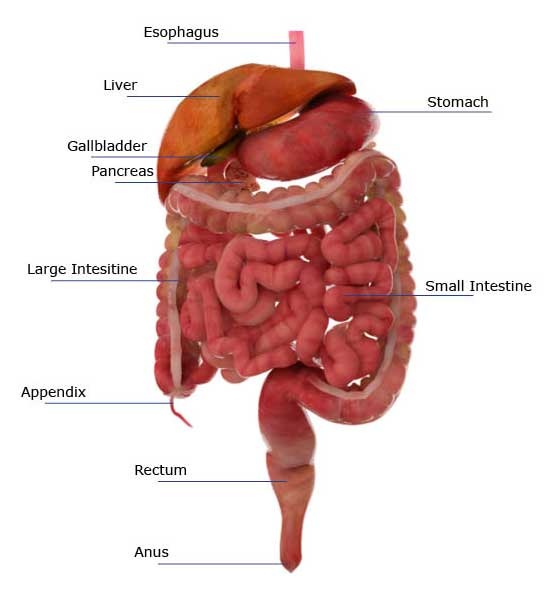 Anatomy of Digestive System - Digestive System spleen diagram project 