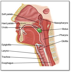 Physiology of Digestive System - Digestive System