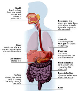 Anatomy of Digestive System - Digestive System